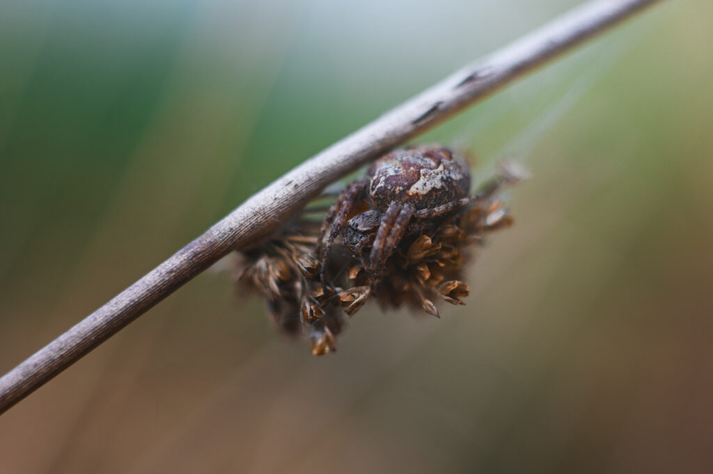 DSC 4966 00004 1024x681