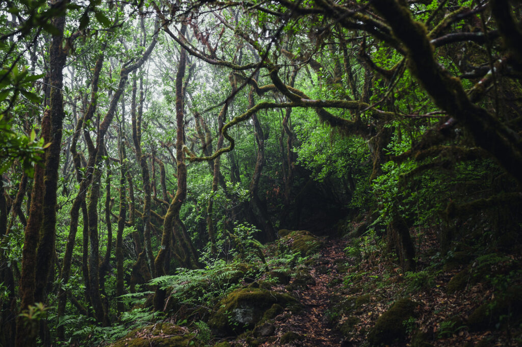 DSC 6350 00086 1024x681