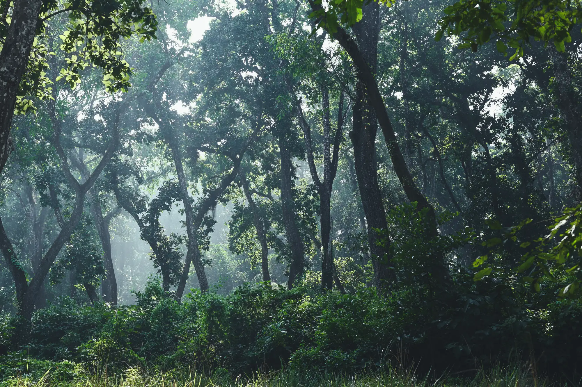 Misty forest