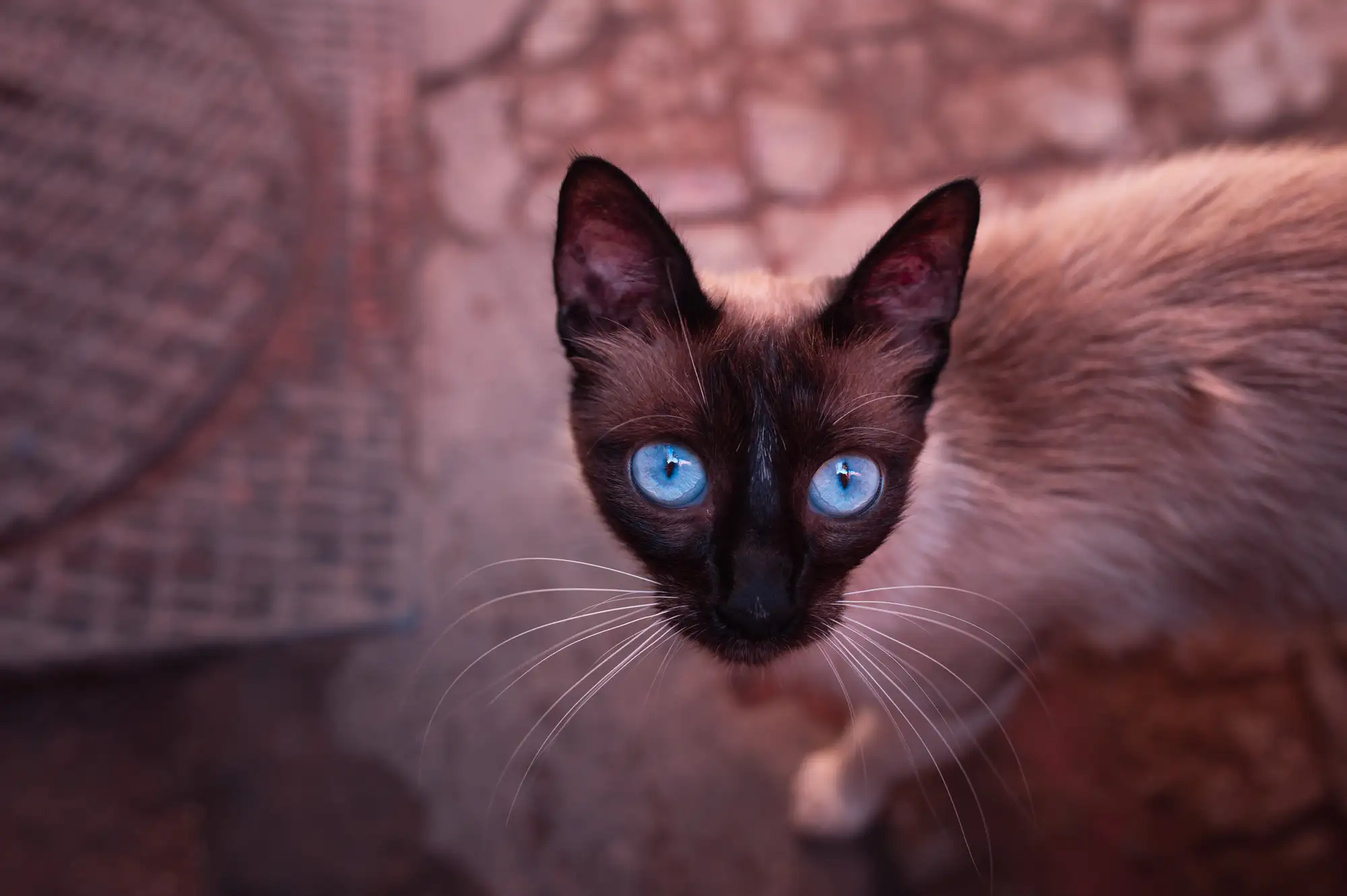 Cat portrait