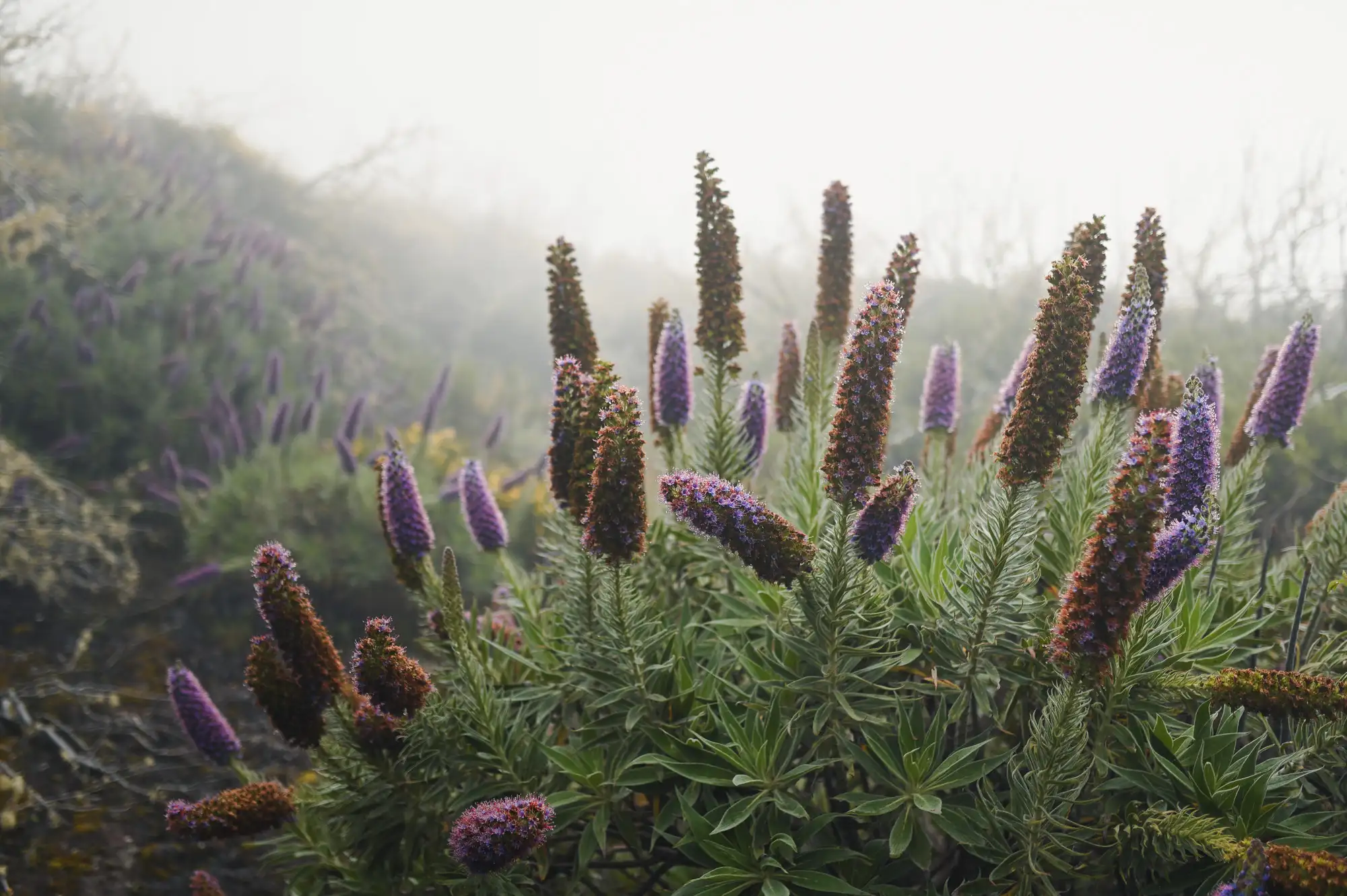 Wildflowers