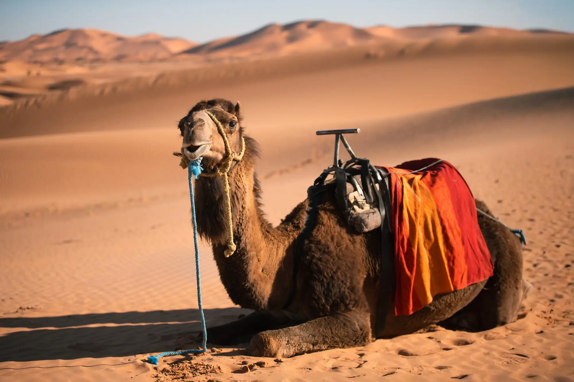 Camel in the desert