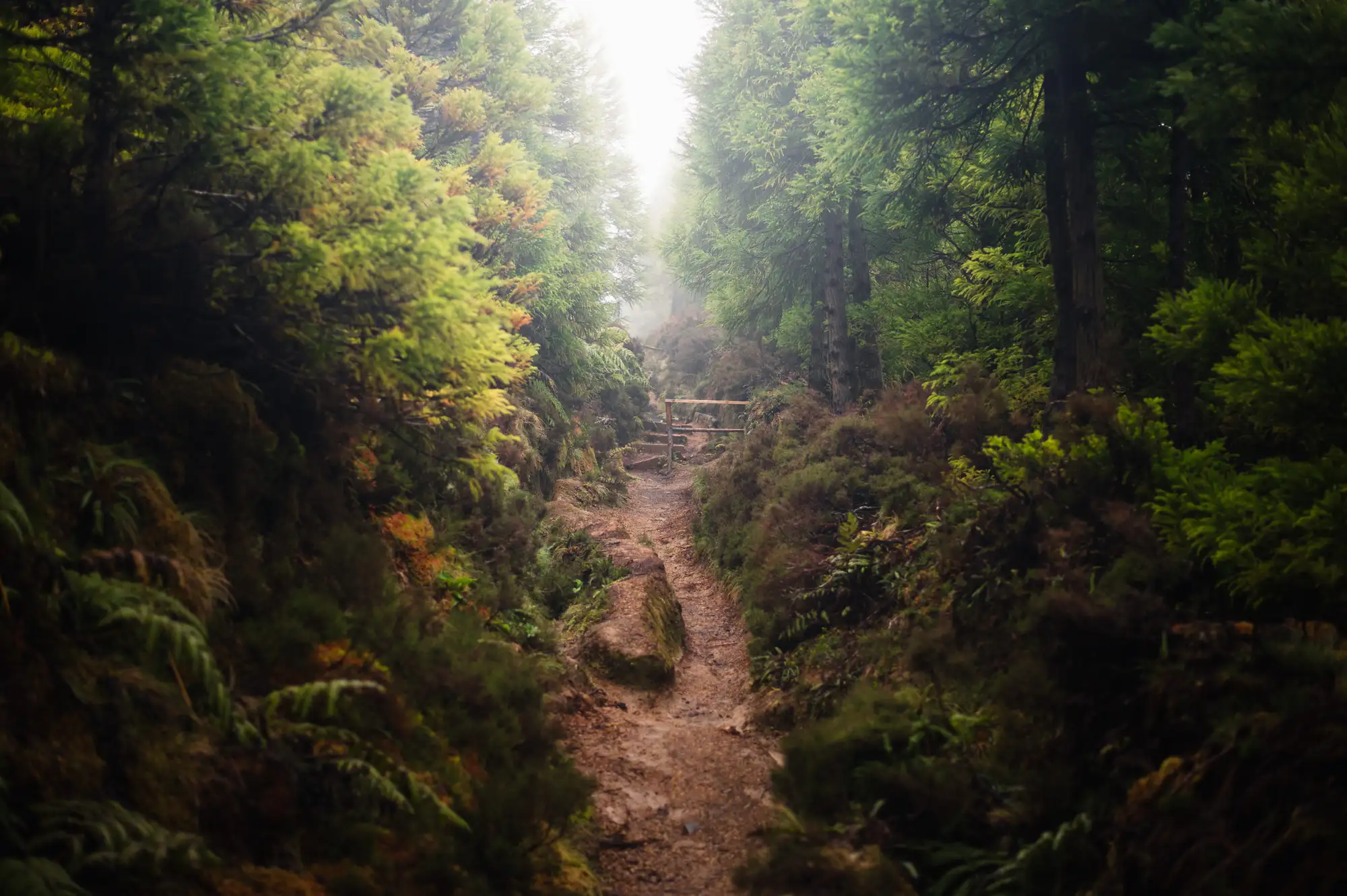 Sunlight through a forest trail