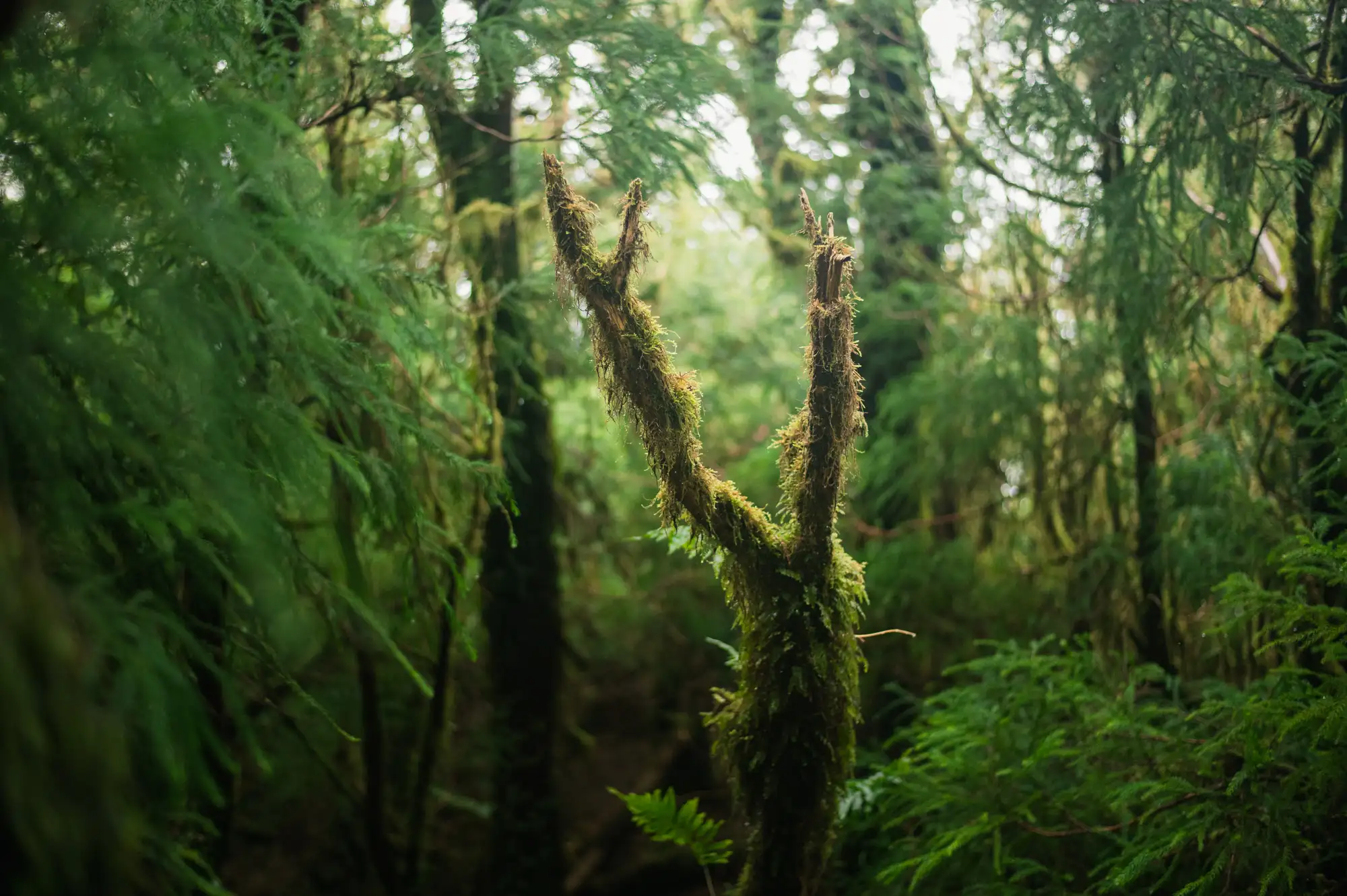 Dense green forest