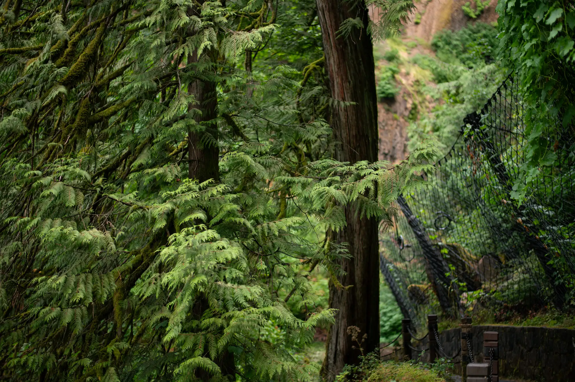 Lush forest landscape
