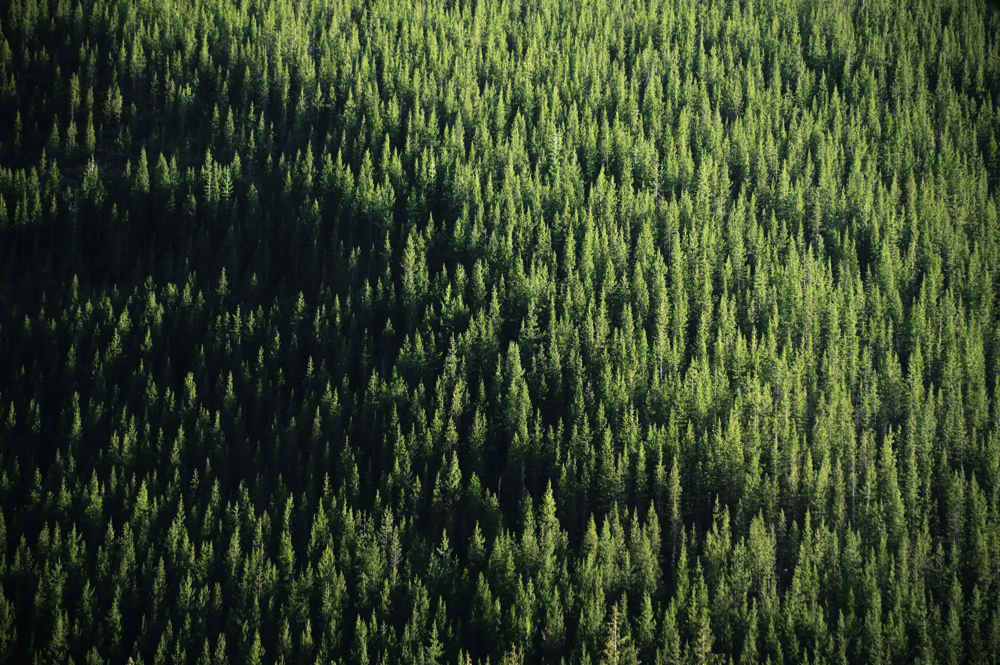 Aerial view of a forest