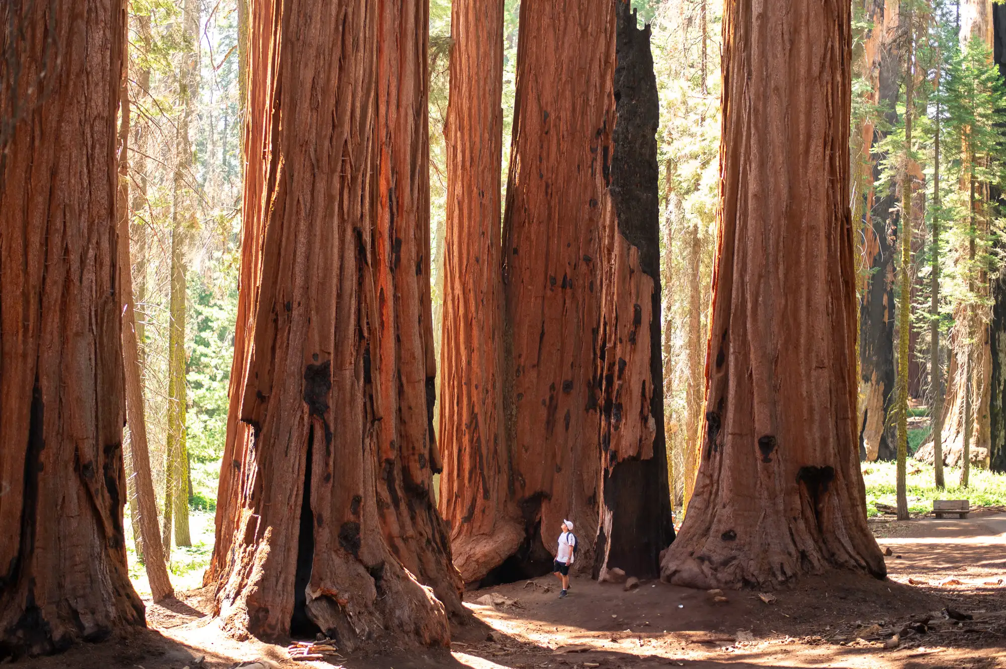 Giant redwood trees