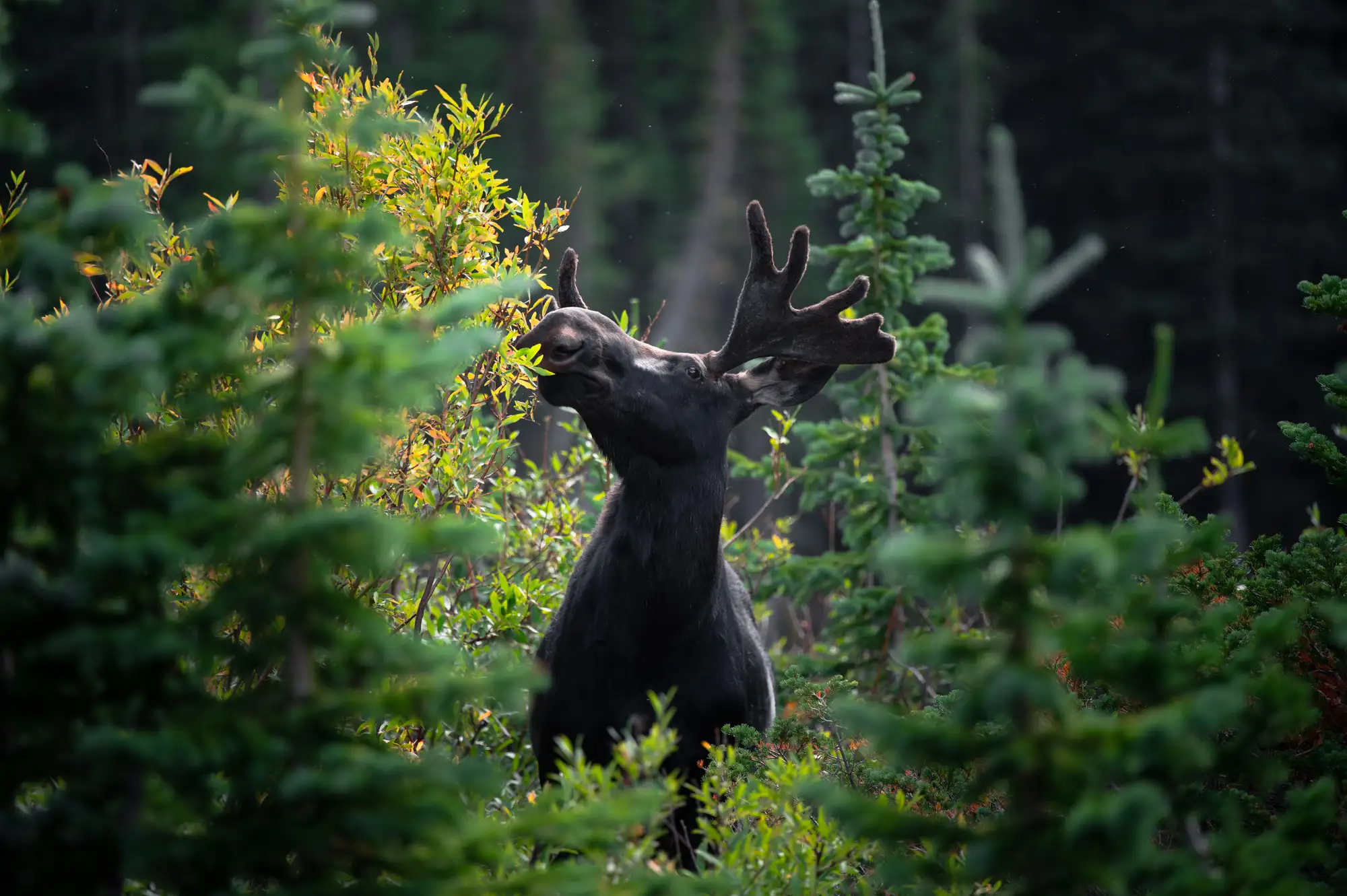 Moose in the forest