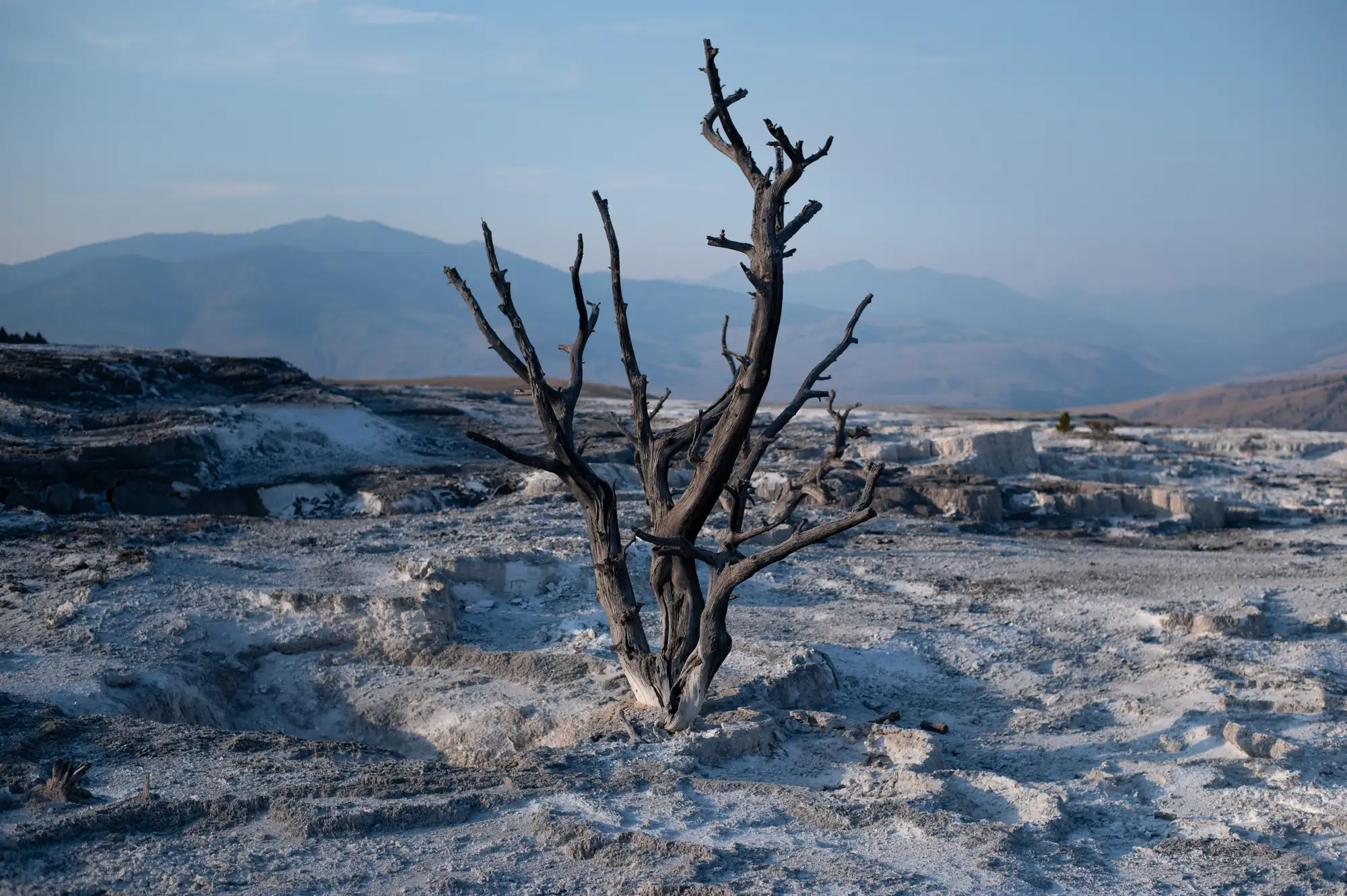 Dead tree in a geothermal landscape